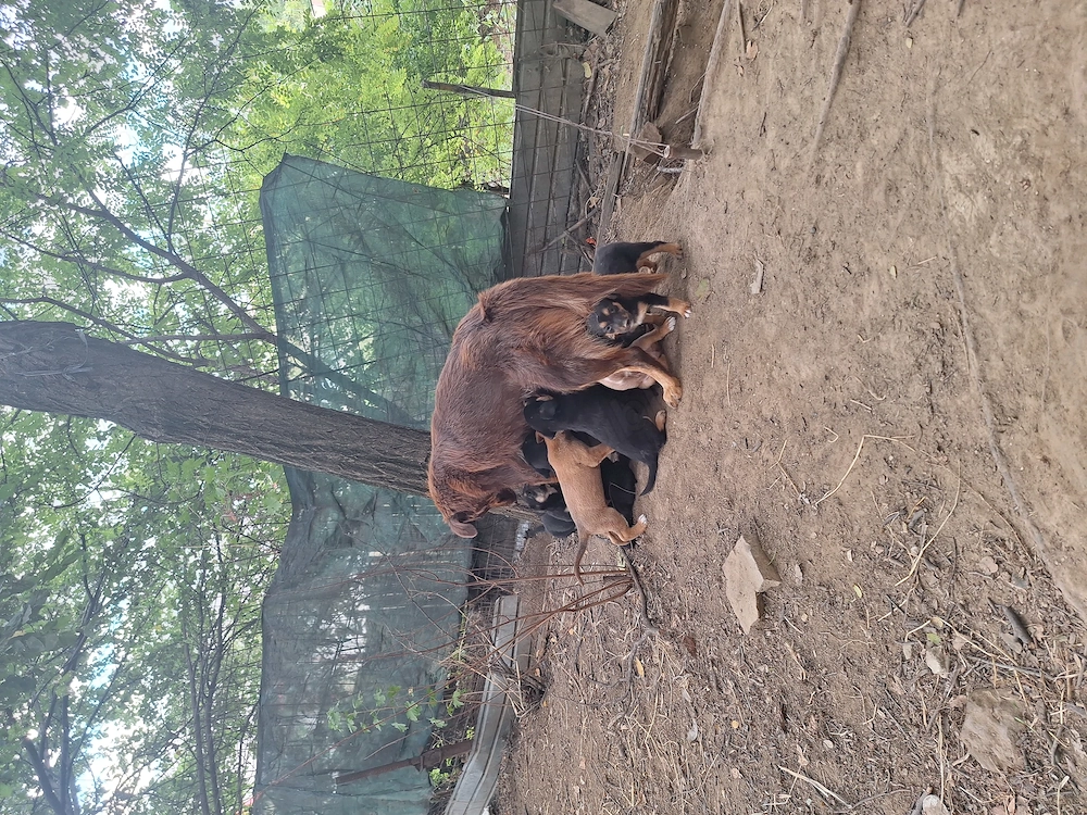 Pui câine cățel căței câini