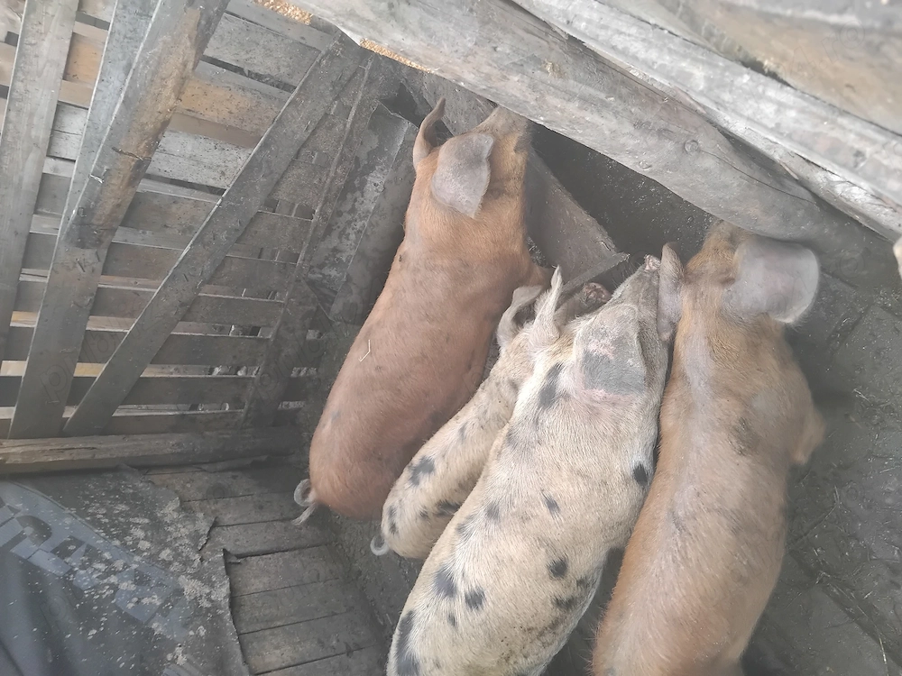 2porci 50kg