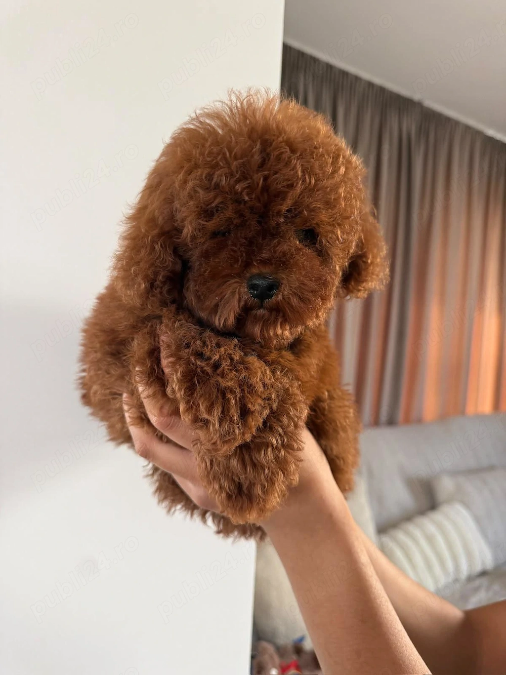 Poodle Toy Fetiță   Micuță, Finuță și Irezistibilă, Pregătită pentru Noua Familie