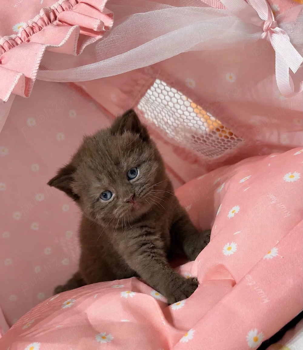 Fetița British Shorthair Chocolate cu pedigree 