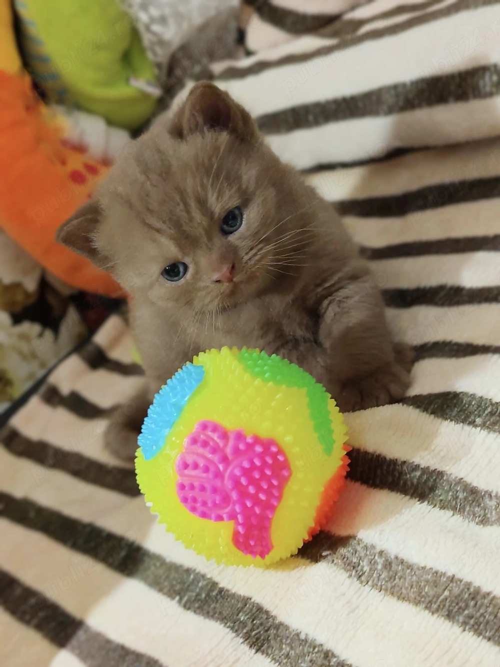 Băiețel British Shorthair Cinnamon cu pedigree 