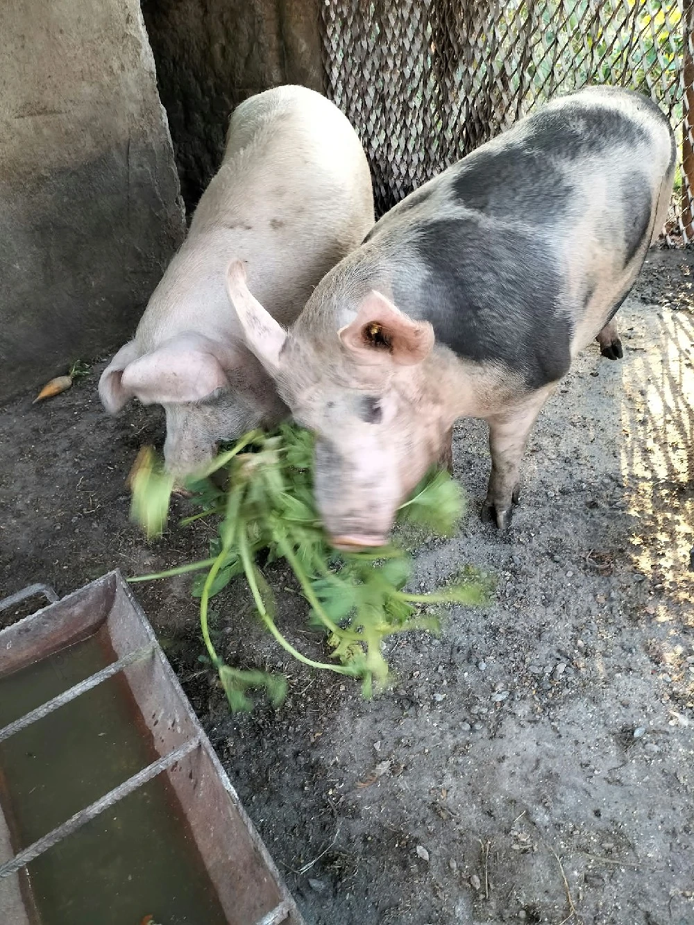 Vând porc 
