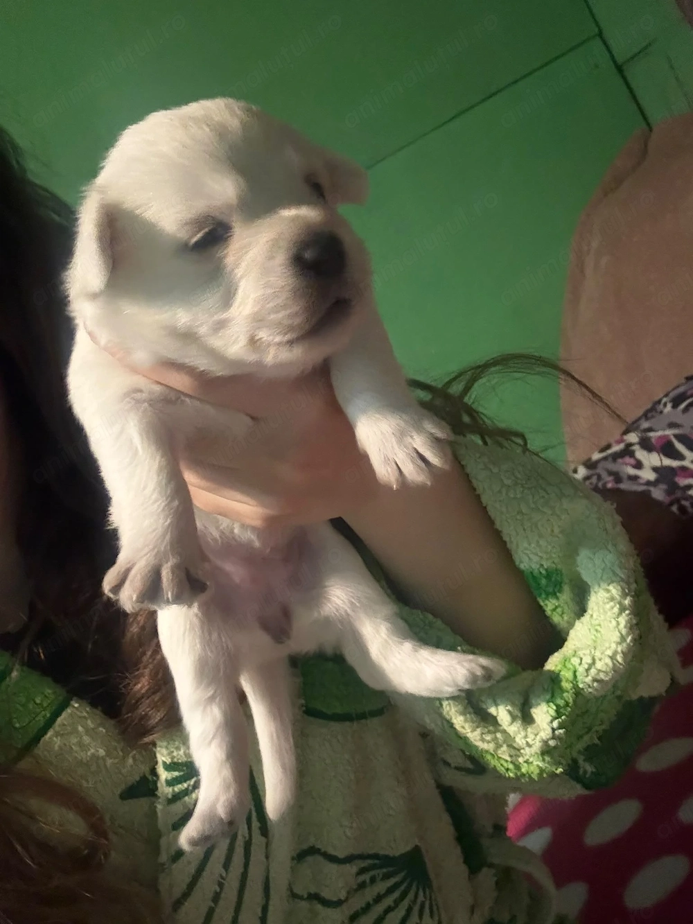 Bichon mini toy