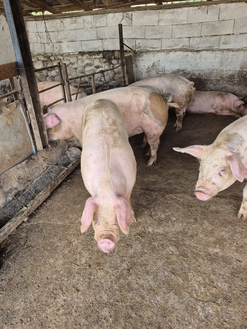 Porci disponibili 
