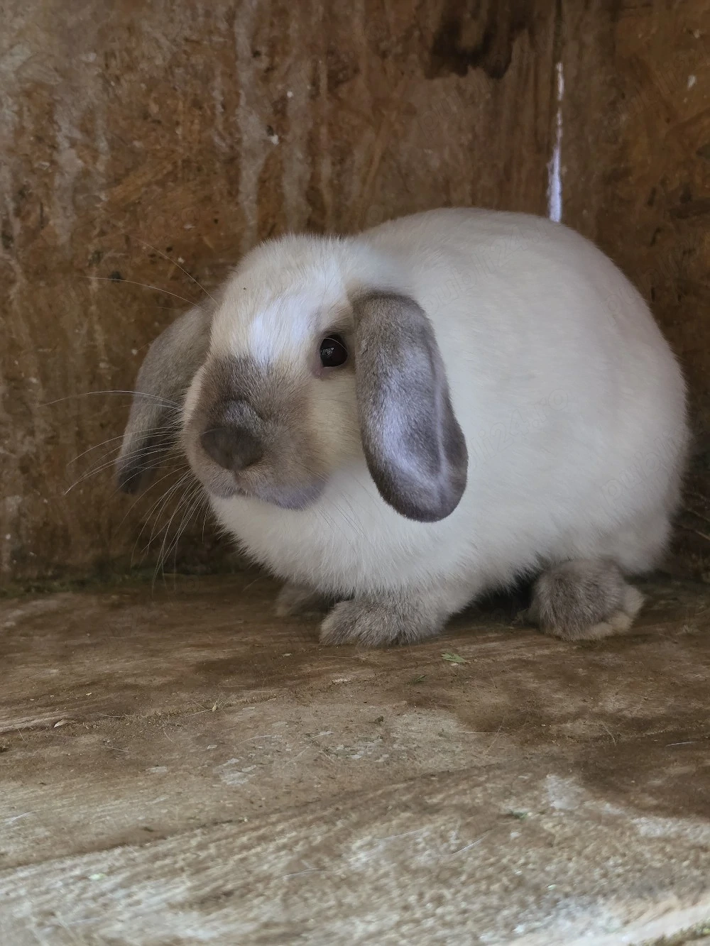 Iepuri pitici