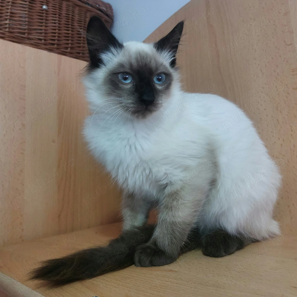 Pui pisica birmaneza, motănel birmanez 3 luni