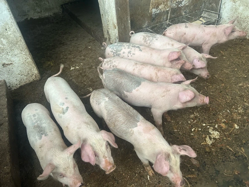 Vand purcei marele alb+duroc