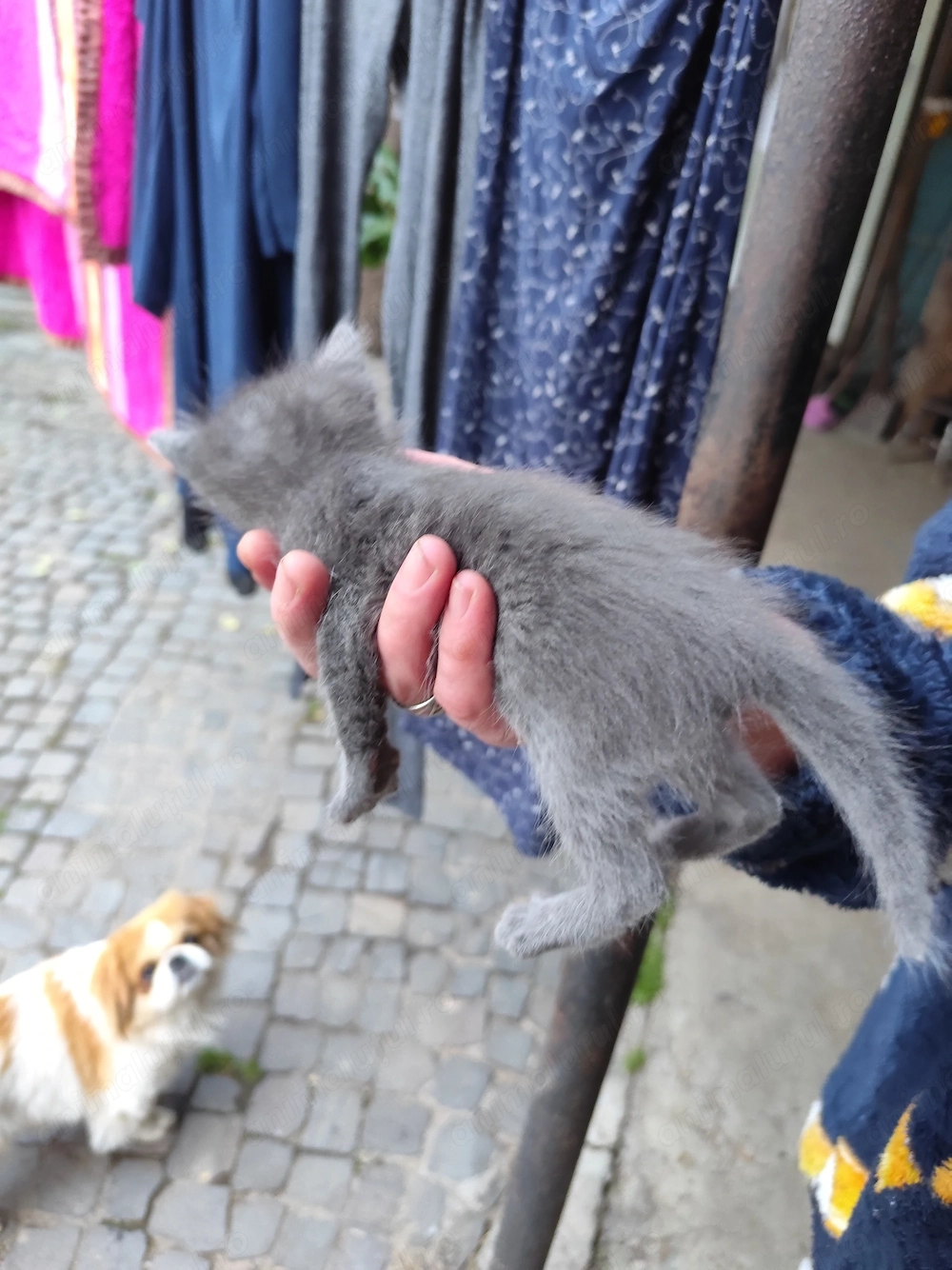Pisica pentru adopție 