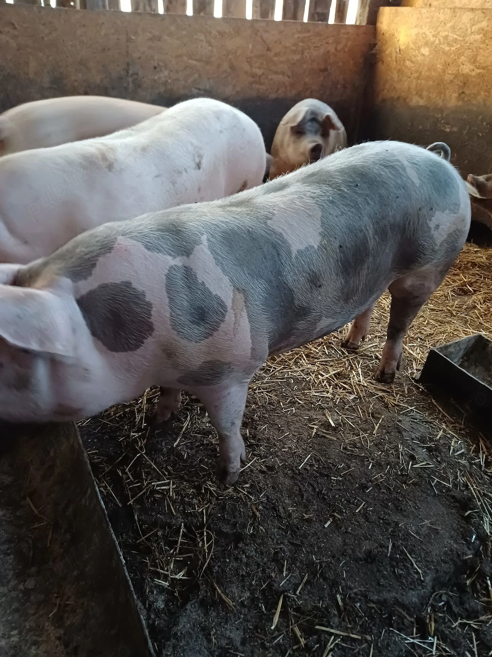 Porci de vânzare 