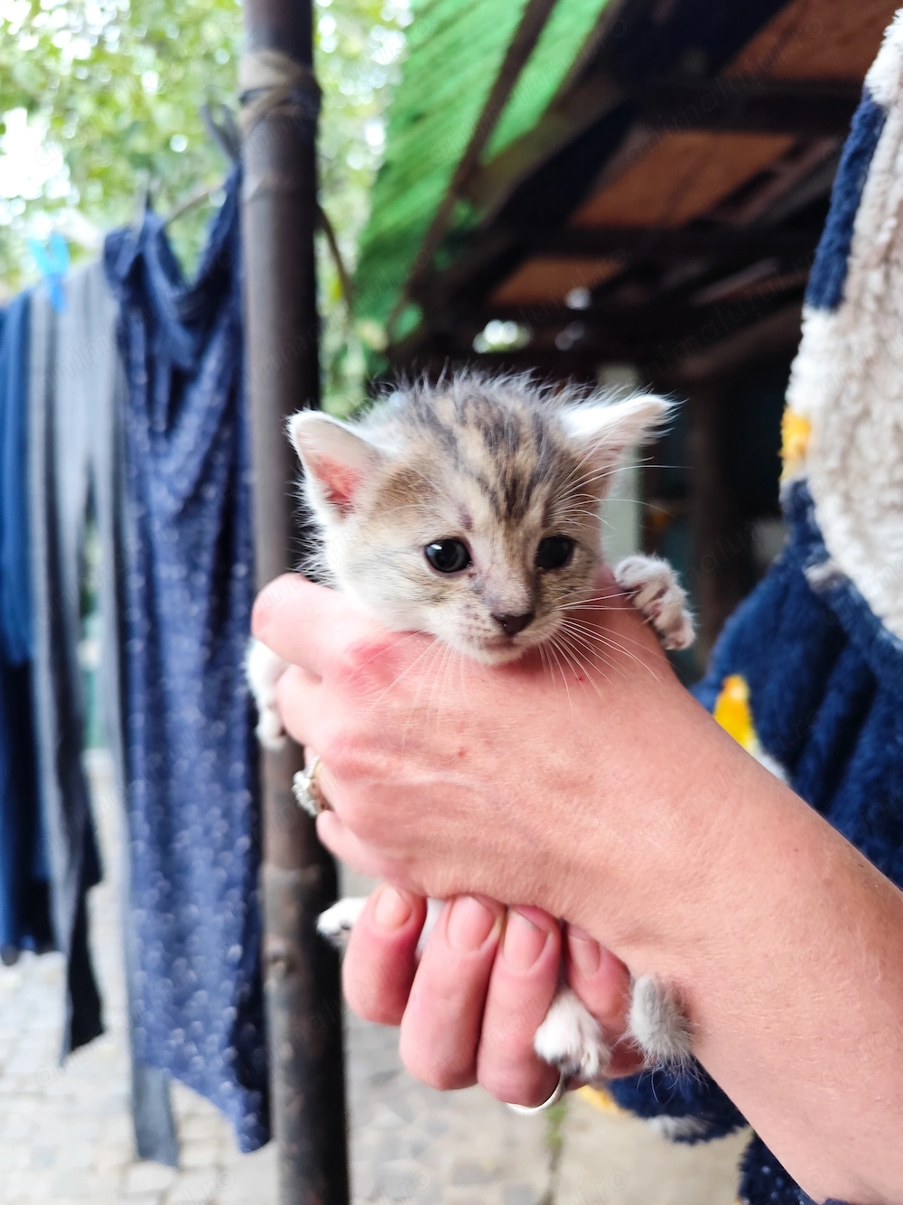 Pisica pentru adoptare