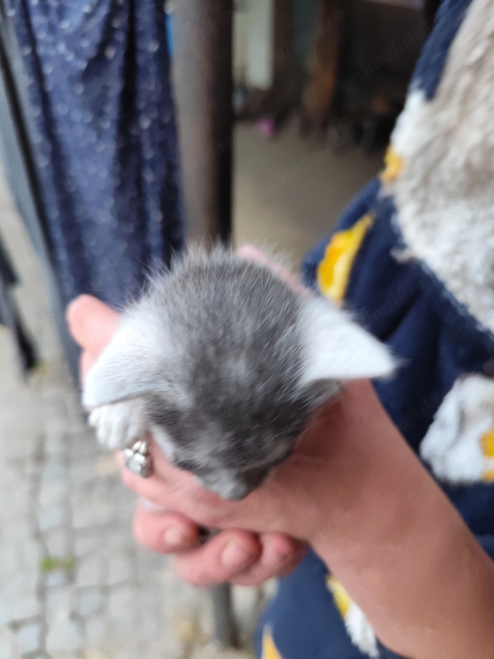 Pisica pentru adopție 