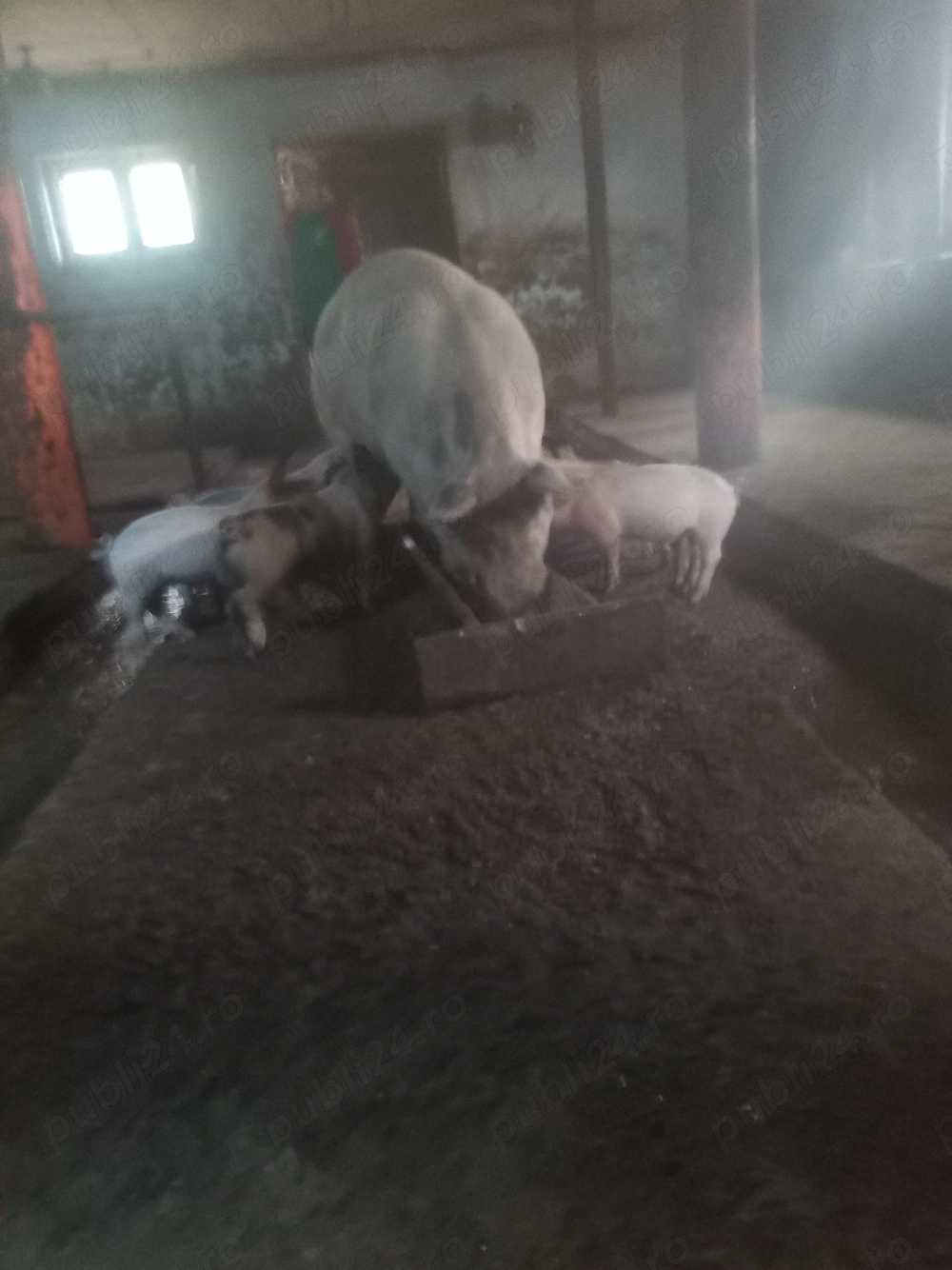 Vând purcei rasa landrace cu pietrean 