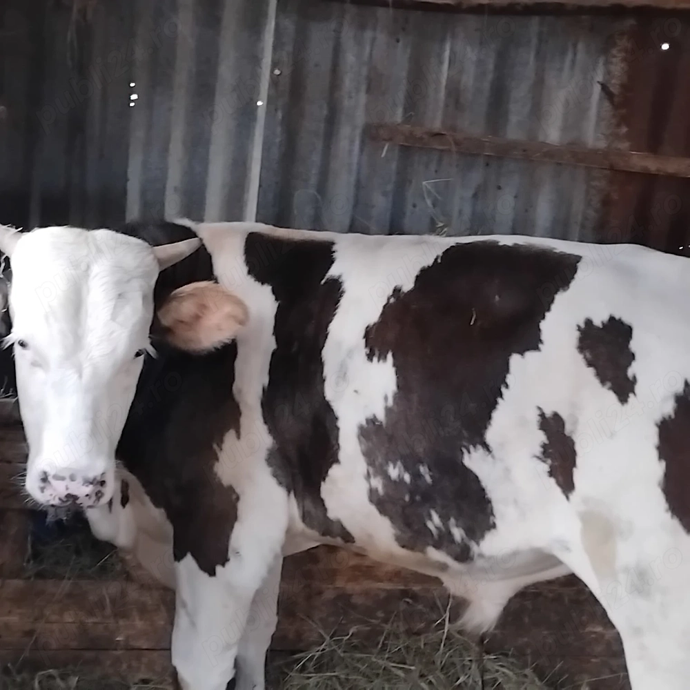 Vând Taur cu vârsta de 11 luni cântărește 400 kg