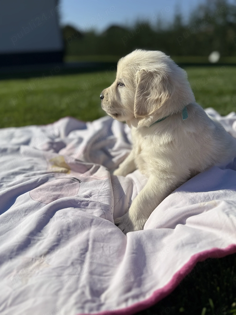 Pui Golden Retriever 