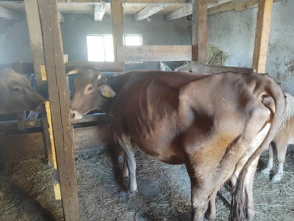 vaci de vanzare 