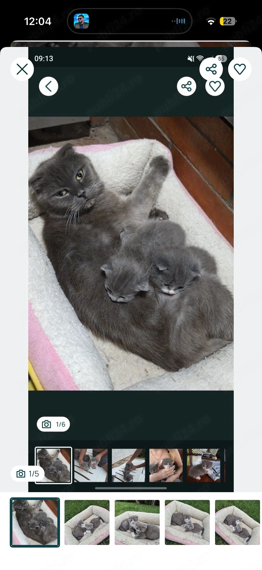Vând femelă Scottish Fold în vârstă de 5 ani, împreună cu cei 2 puiuți ai ei, în vârstă de 3 luni 