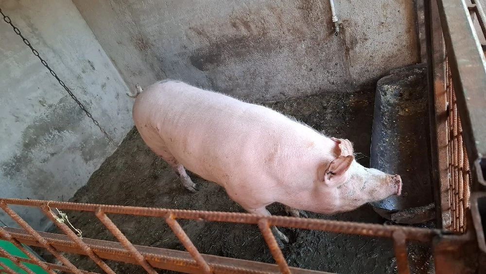 porci  de tara