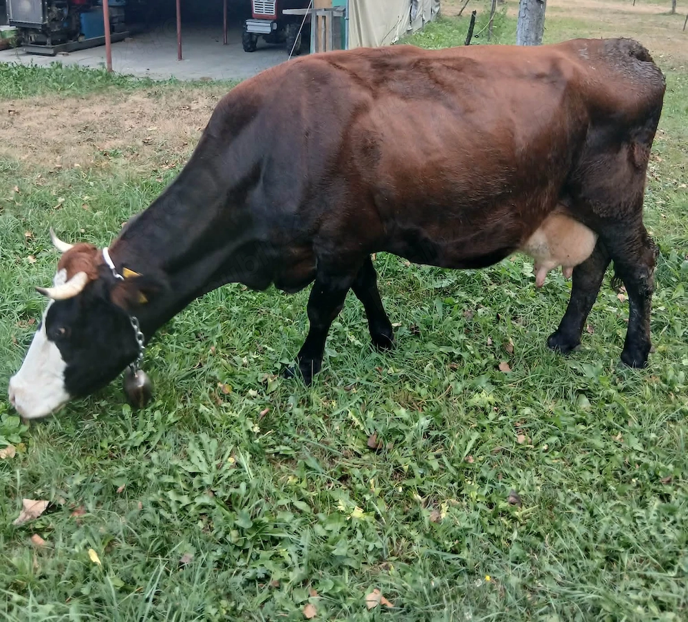 Vand vaca gestanta in 3 luni