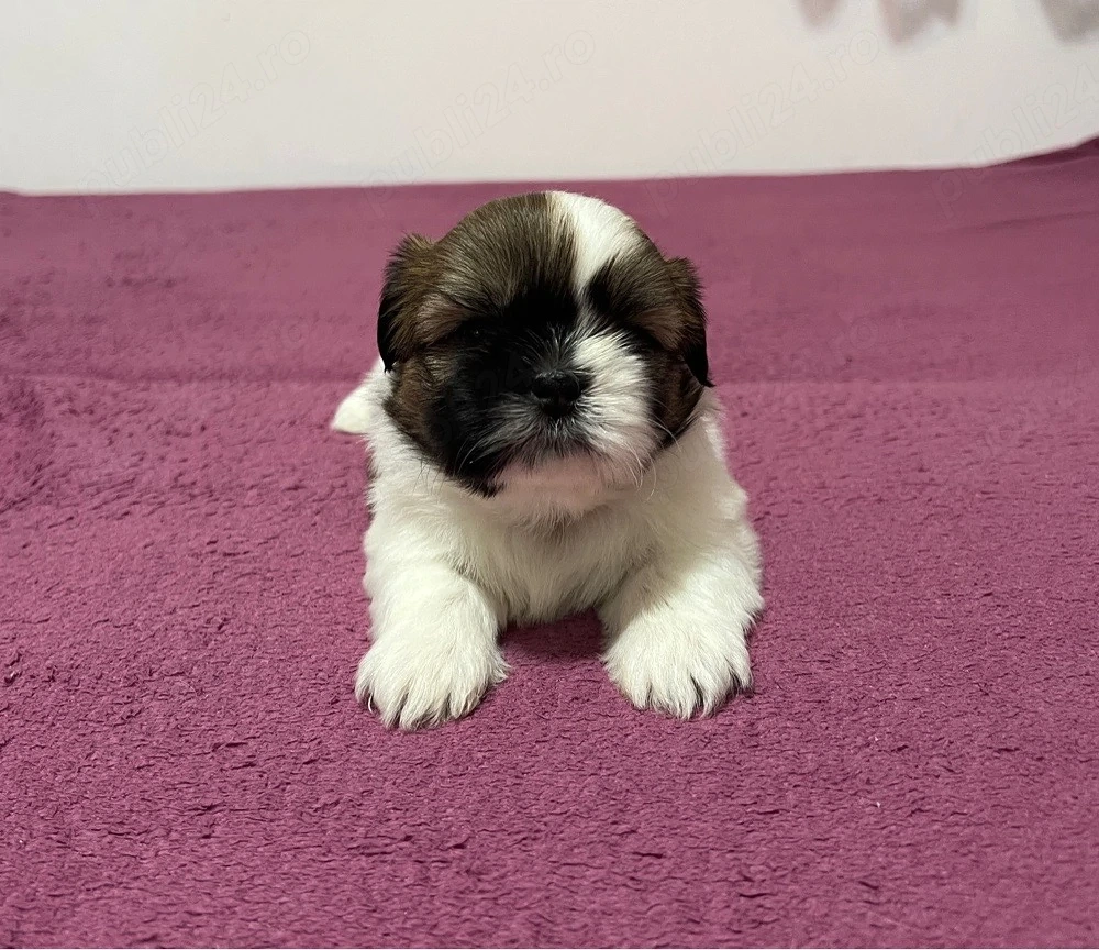 Shih Tzu adorabili