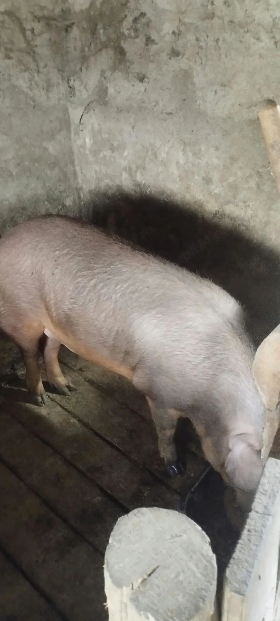 Vând porci Duroc 