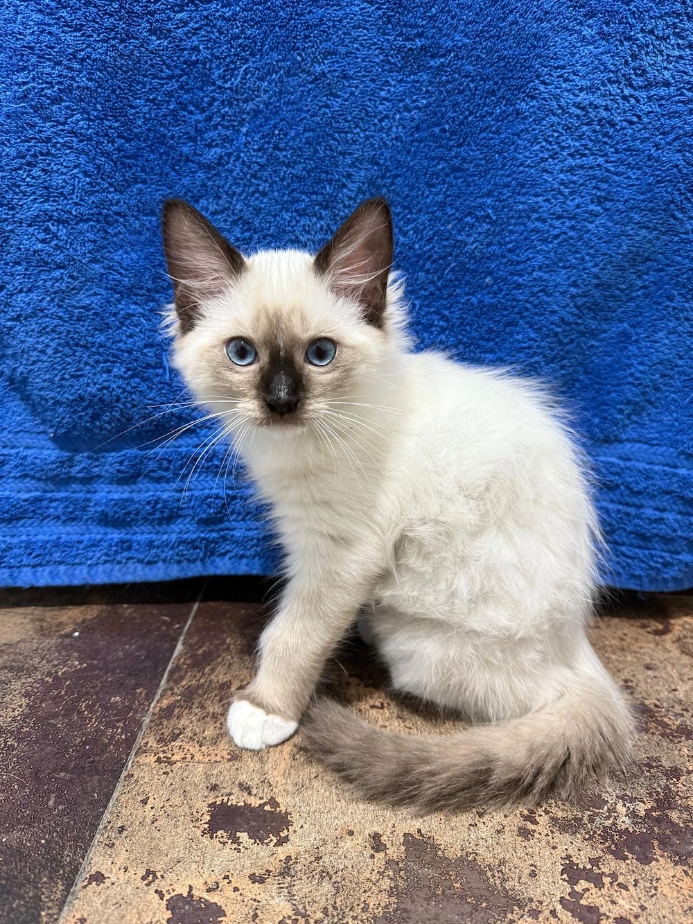 Motănei Ragdoll își caută căsuța nouă. 