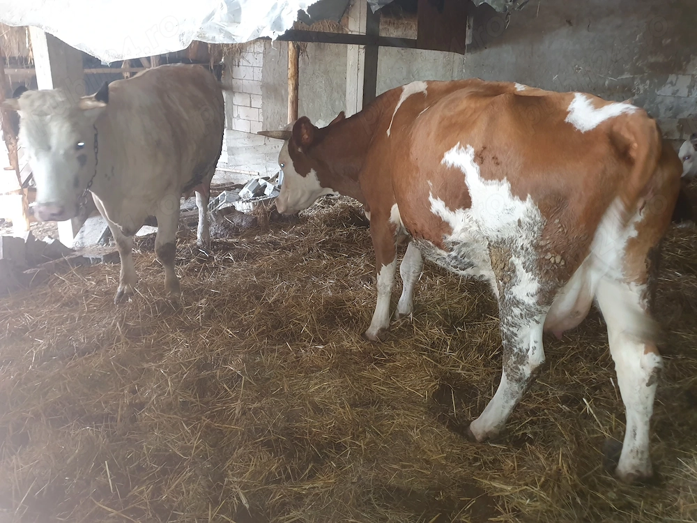 Vând două vaci de lapte tinere   o junică la prima fătare și o vacă la a doua fătare