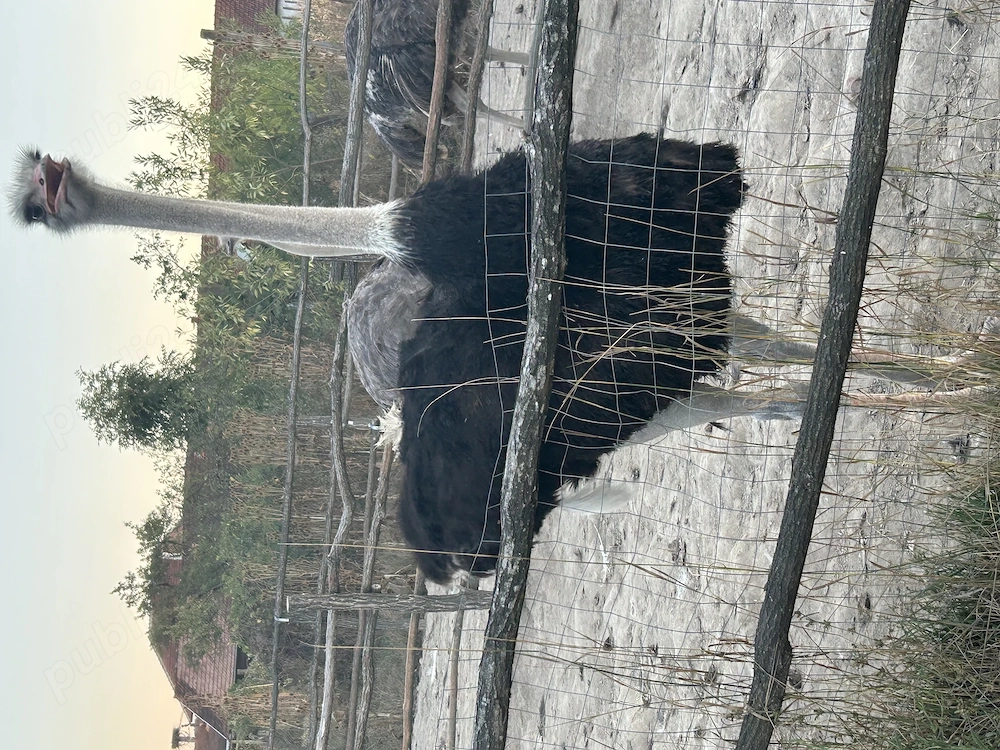 Vând struți detalii la telefon  
