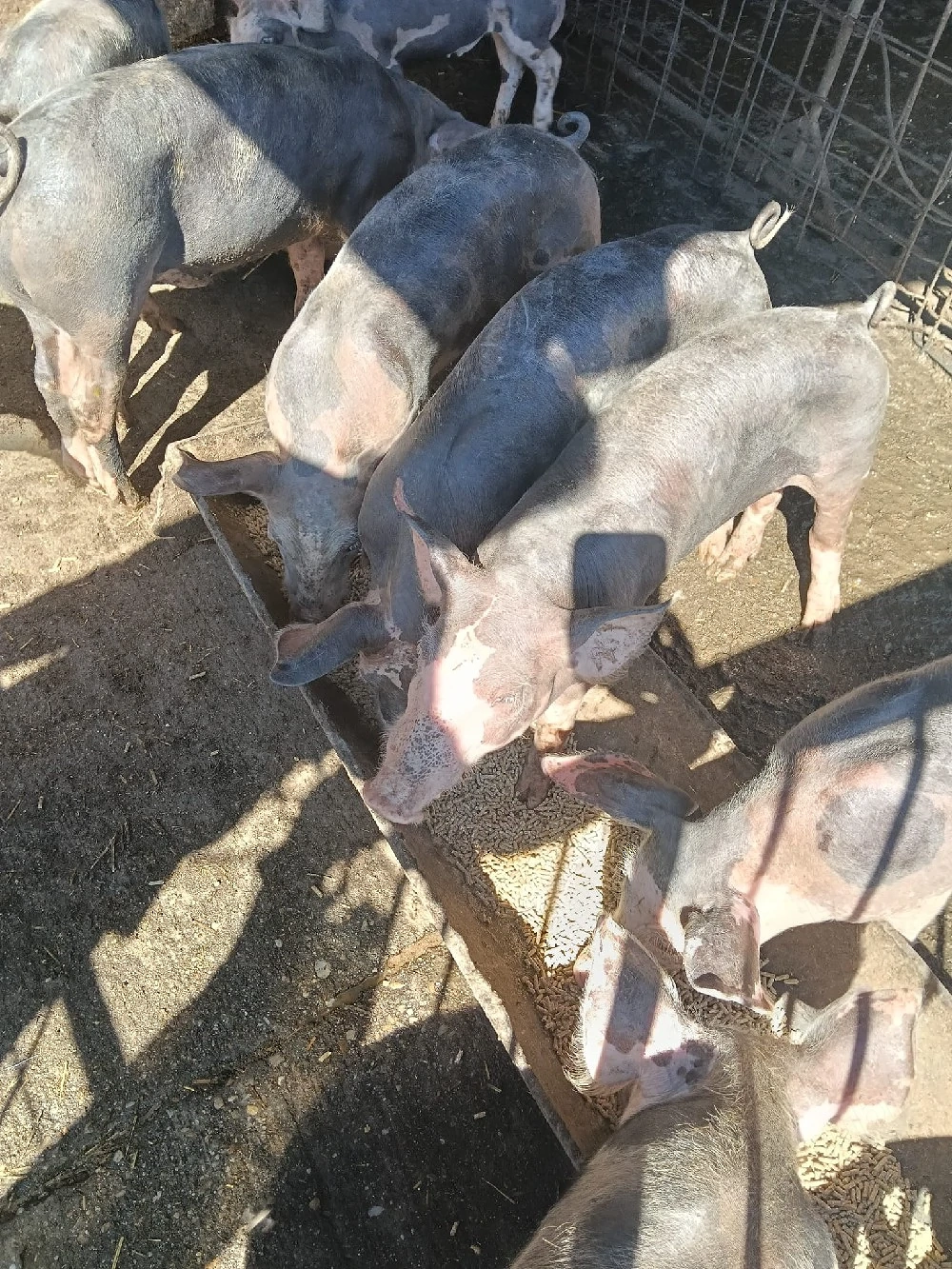 Purcei de vânzare 