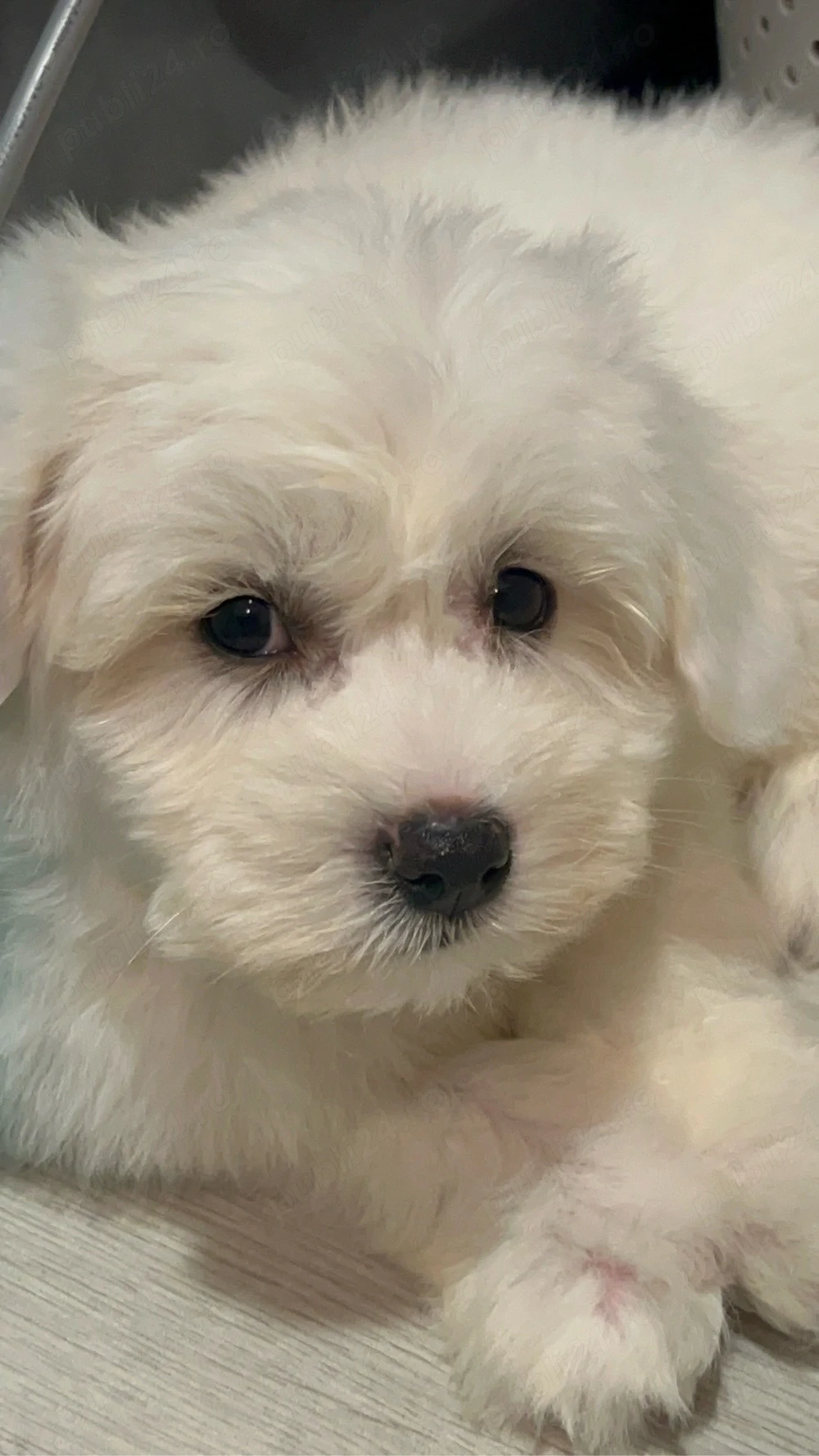 bichon alb maltez 