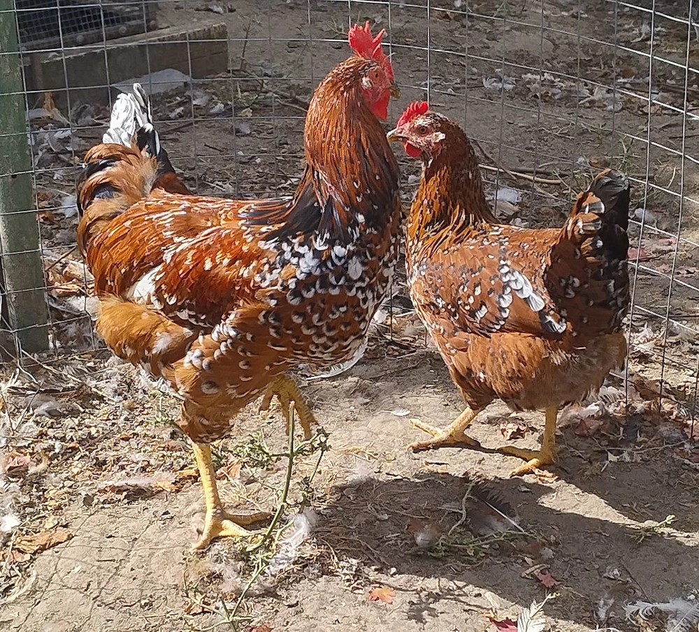 familie 3+1 tineret gaini Pita Pinta Portelan