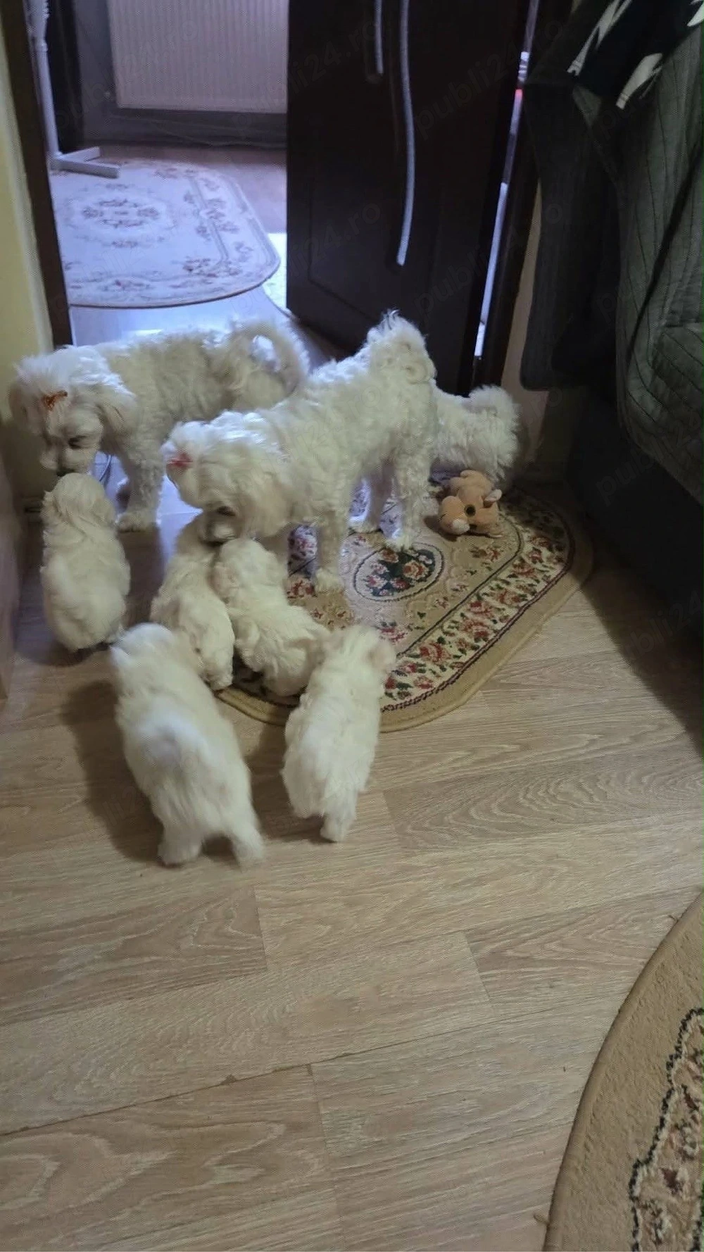 bichon maltez mini toy 