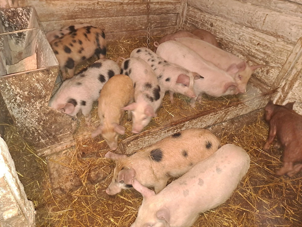 Vând purcei si porci mari