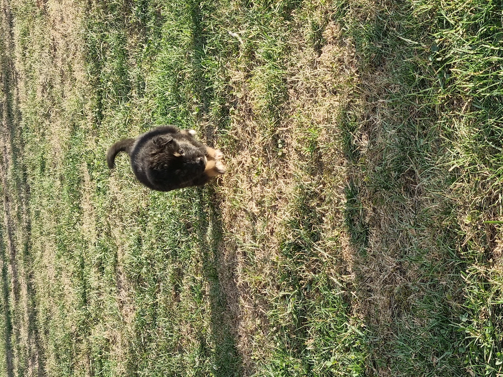 9 puiuți. 9 vieți care depind de un om cu suflet.