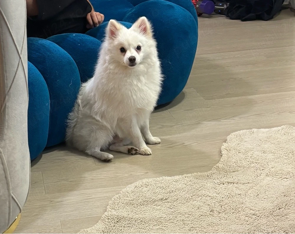 pomeranian spitz 