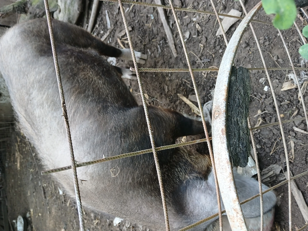 Porc duroc cu landras 
