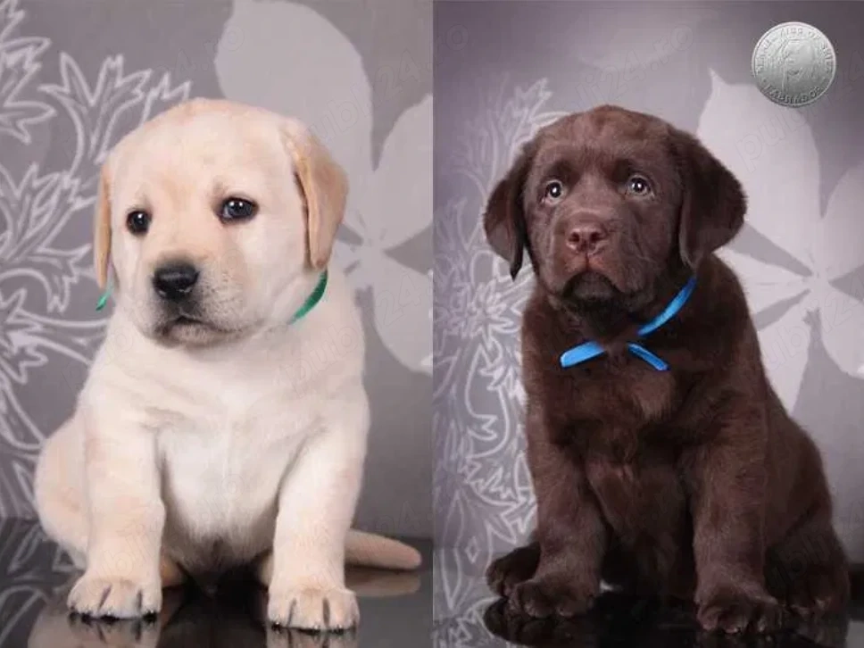 Labrador Retriever auriu și ciocolatiu - Canisa autorizată 