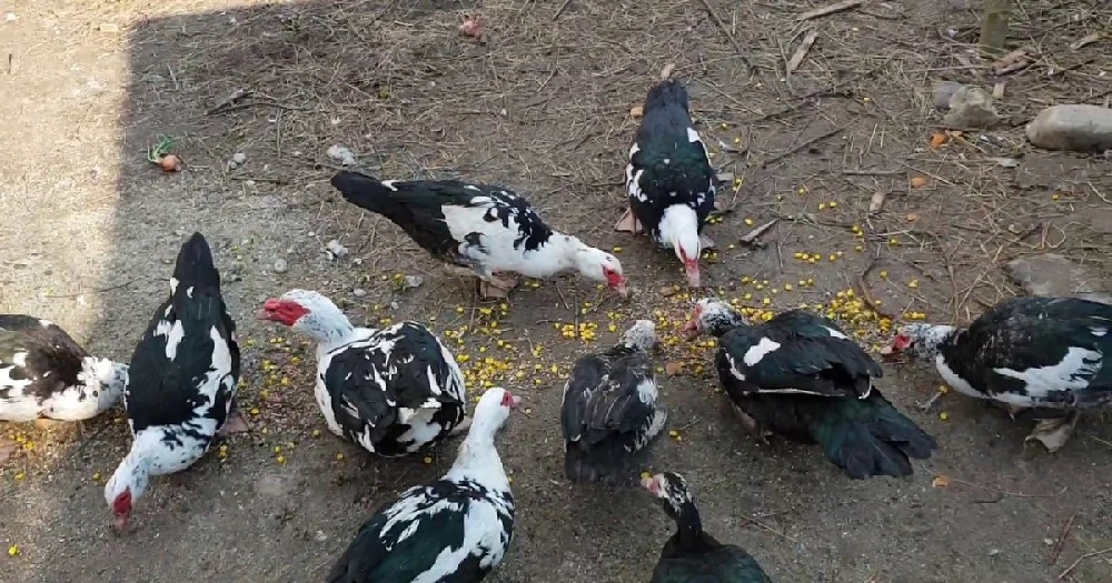 Vând rațe românești leșești 