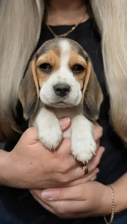 Beagle Canisă autorizată 