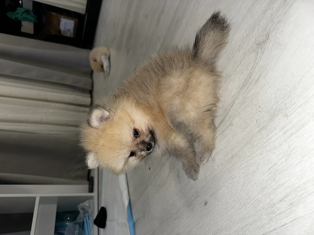 Pui pomeranian masculi