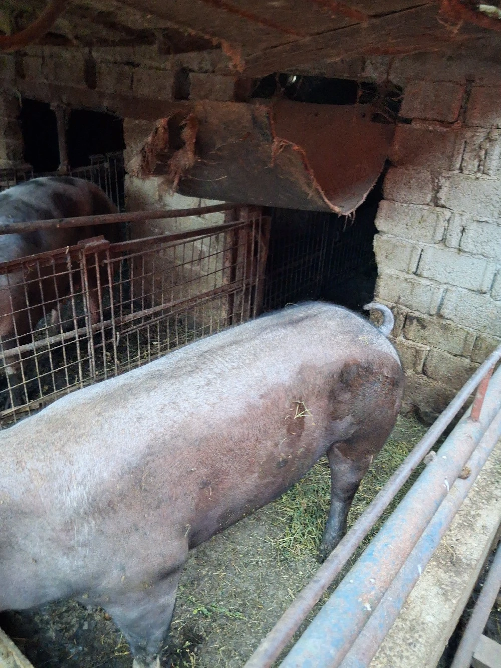 porci de carne