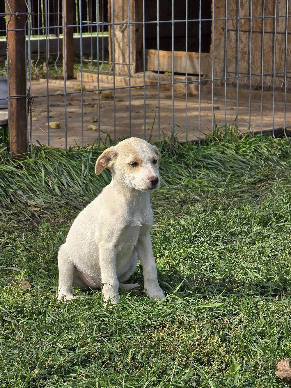 URGENT Dau spre adoptie catei talie mica