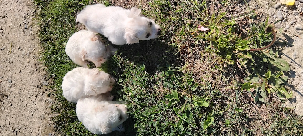 Bichon havanez