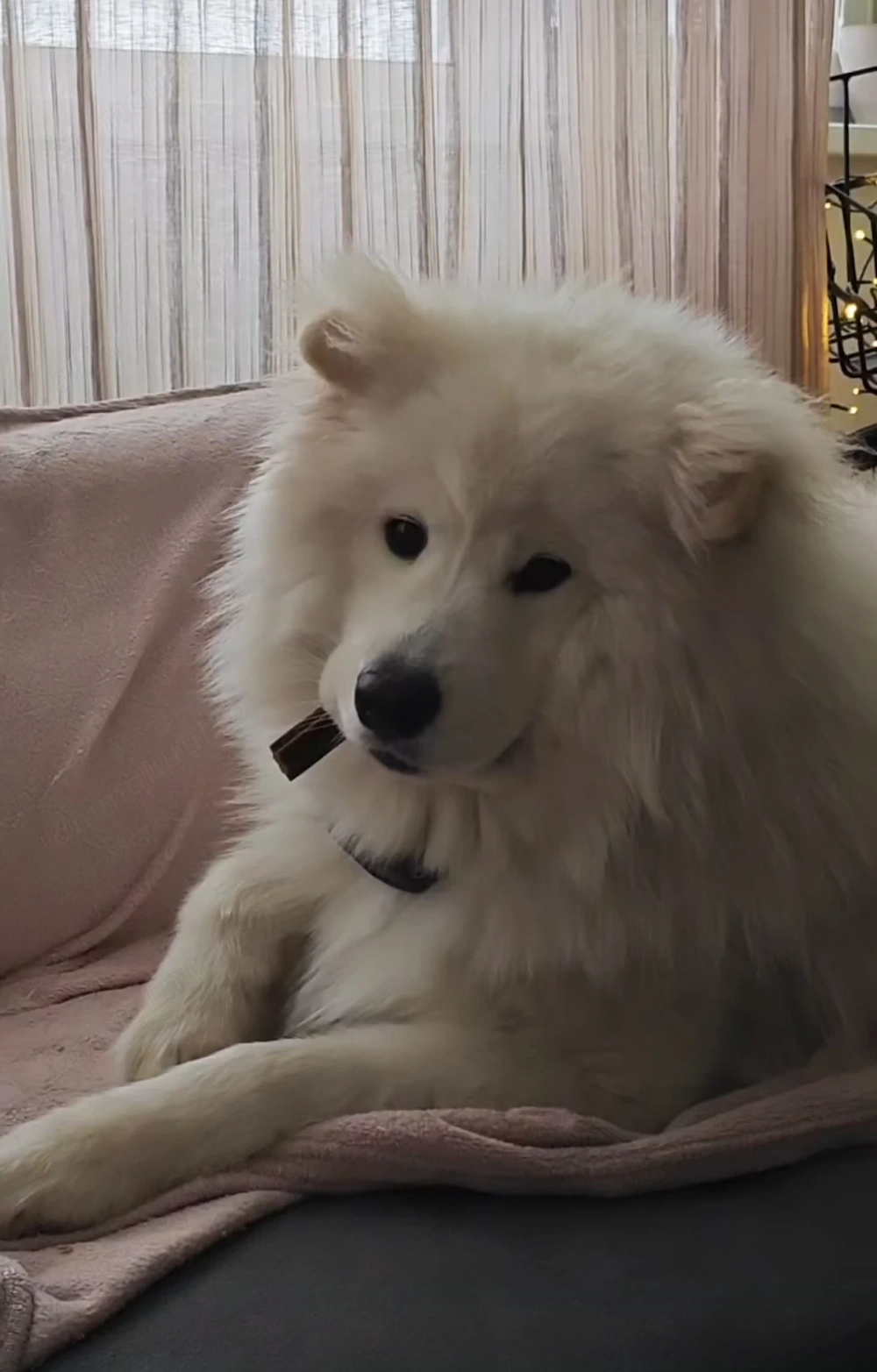 Leo Samoyed 1 an si 3 luni