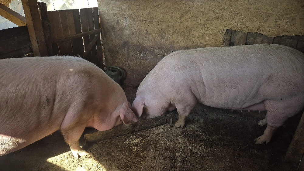 Porci de carne 