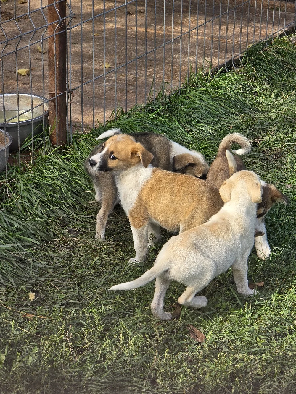 URGENT Dau spre adoptie catei talie mica.