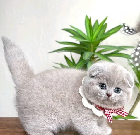 scottish fold lillac white blue rasa pura asigur transport