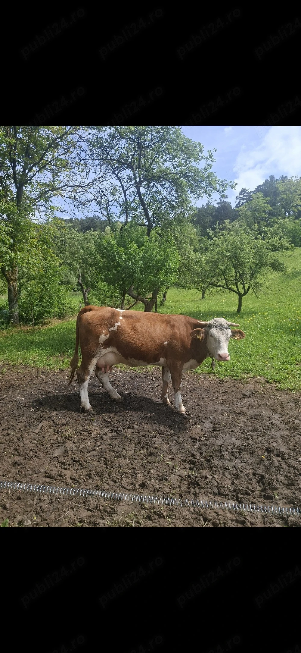 de vanzare vaca la a 3 a fătare