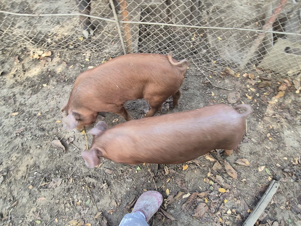 Purcei duroc de vanzare
