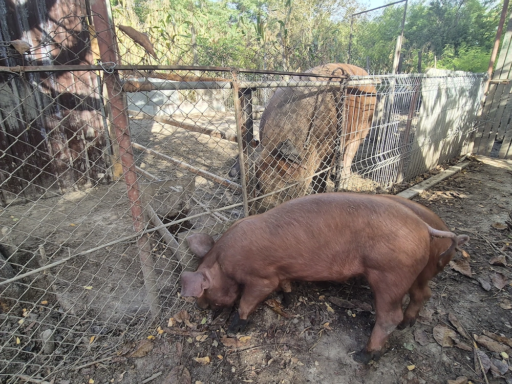 Purcei duroc de vanzare