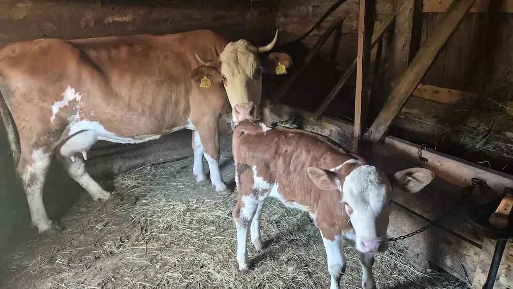 Vând vaca bălțată românească cu vițel. 